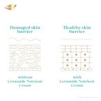 Dove Advanced Sensitive Care Body Wash With Ceramide & Nutrient Cream | Grocsy