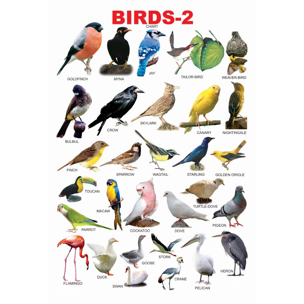 Dreamland Publications Educational Chart for Kids - Birds-2 | Grocsy
