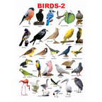 Dreamland Publications Educational Chart for Kids - Birds-2 | Grocsy
