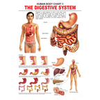 Dreamland Publications Educational Chart for Kids - The Digestive System | Grocsy