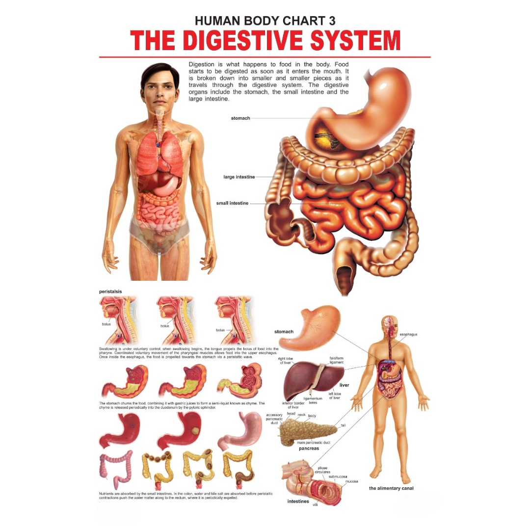 Dreamland Publications Educational Chart for Kids - The Digestive System | Grocsy