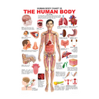 Dreamland Publications Educational Chart for Kids - The Human Body Chart | Grocsy