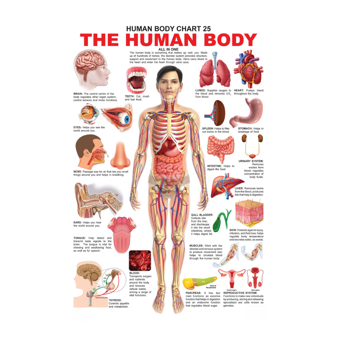 Dreamland Publications Educational Chart for Kids - The Human Body Chart | Grocsy