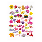 Dreamland Publications Educational Chart for Kids - Flower | Grocsy