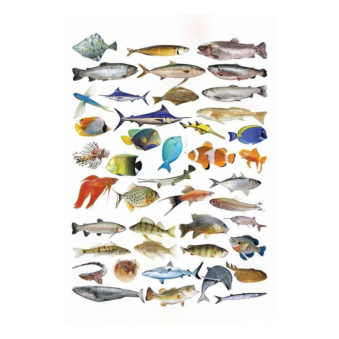 Dreamland Publications Educational Chart for Kids - Fish | Grocsy