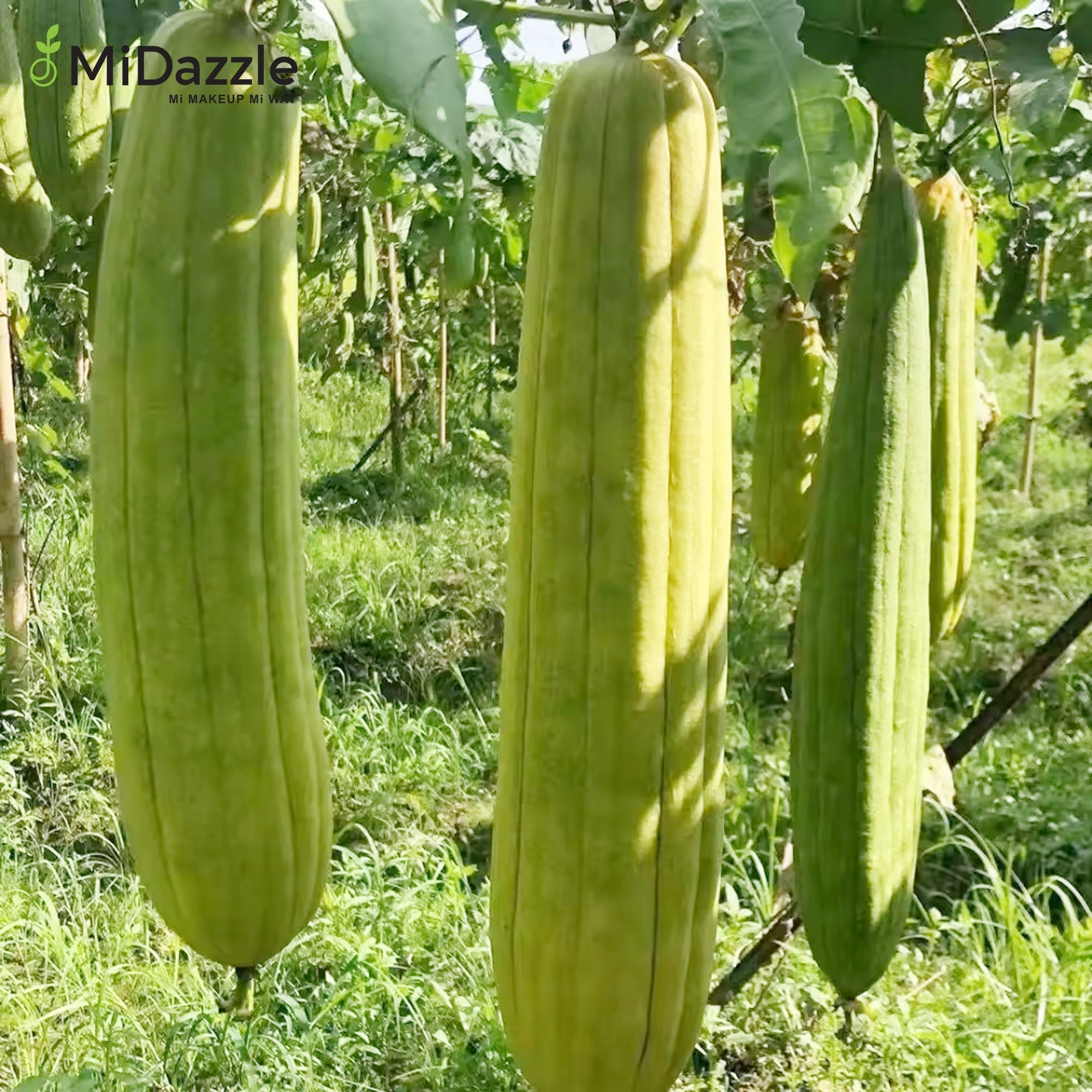 MiDazzle Loofah (Long) MIOL6101 | Grocsy