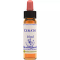 Healing Herbs Cerato | Grocsy