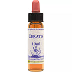 Healing Herbs Cerato | Grocsy