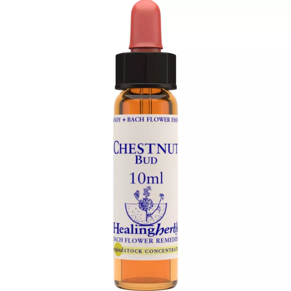 Healing Herbs Chestnut Bud | Grocsy