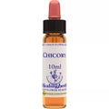 Healing Herbs Chicory | Grocsy