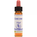 Healing Herbs Chicory | Grocsy