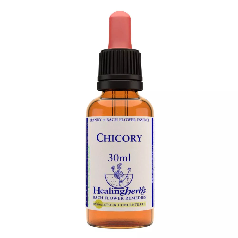 Healing Herbs Chicory | Grocsy