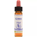 Healing Herbs Gorse | Grocsy