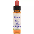 Healing Herbs Gorse | Grocsy