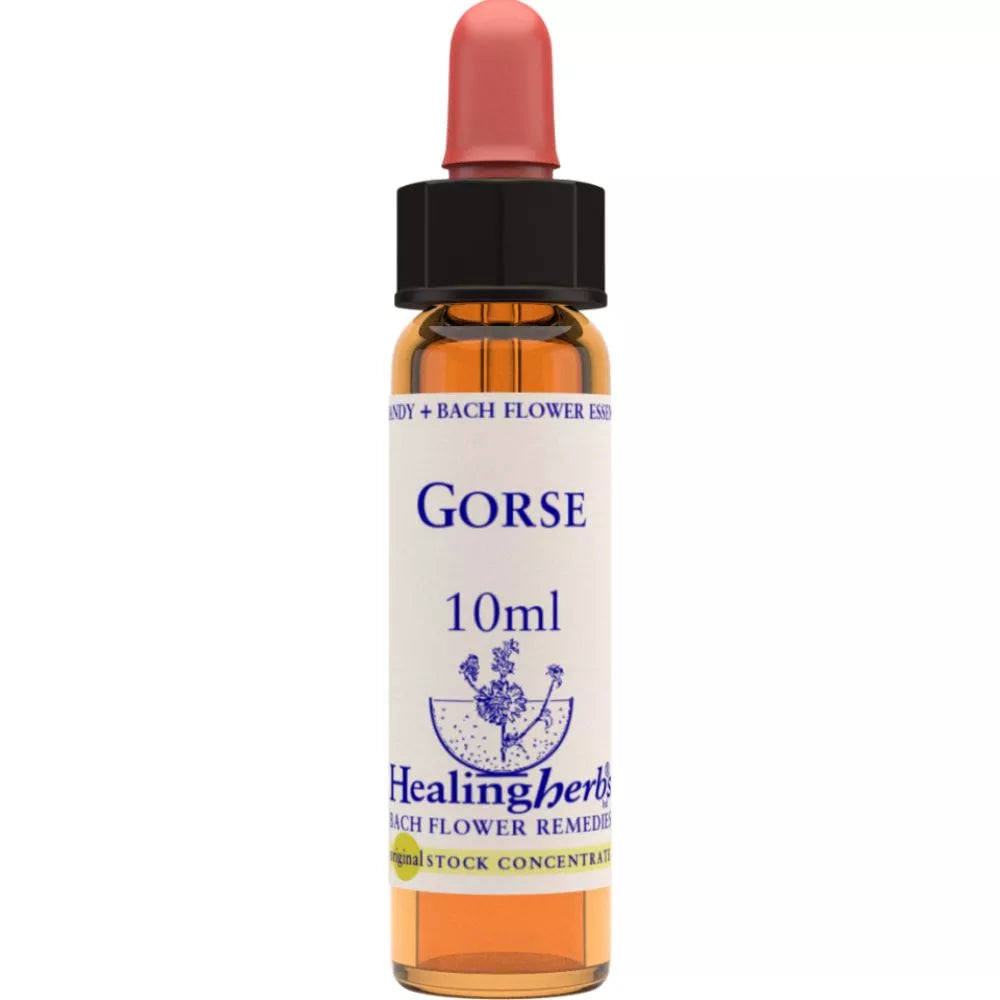 Healing Herbs Gorse | Grocsy