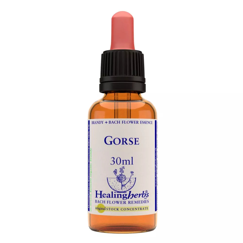 Healing Herbs Gorse | Grocsy