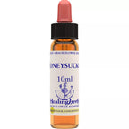 Healing Herbs Honeysuckle | Grocsy