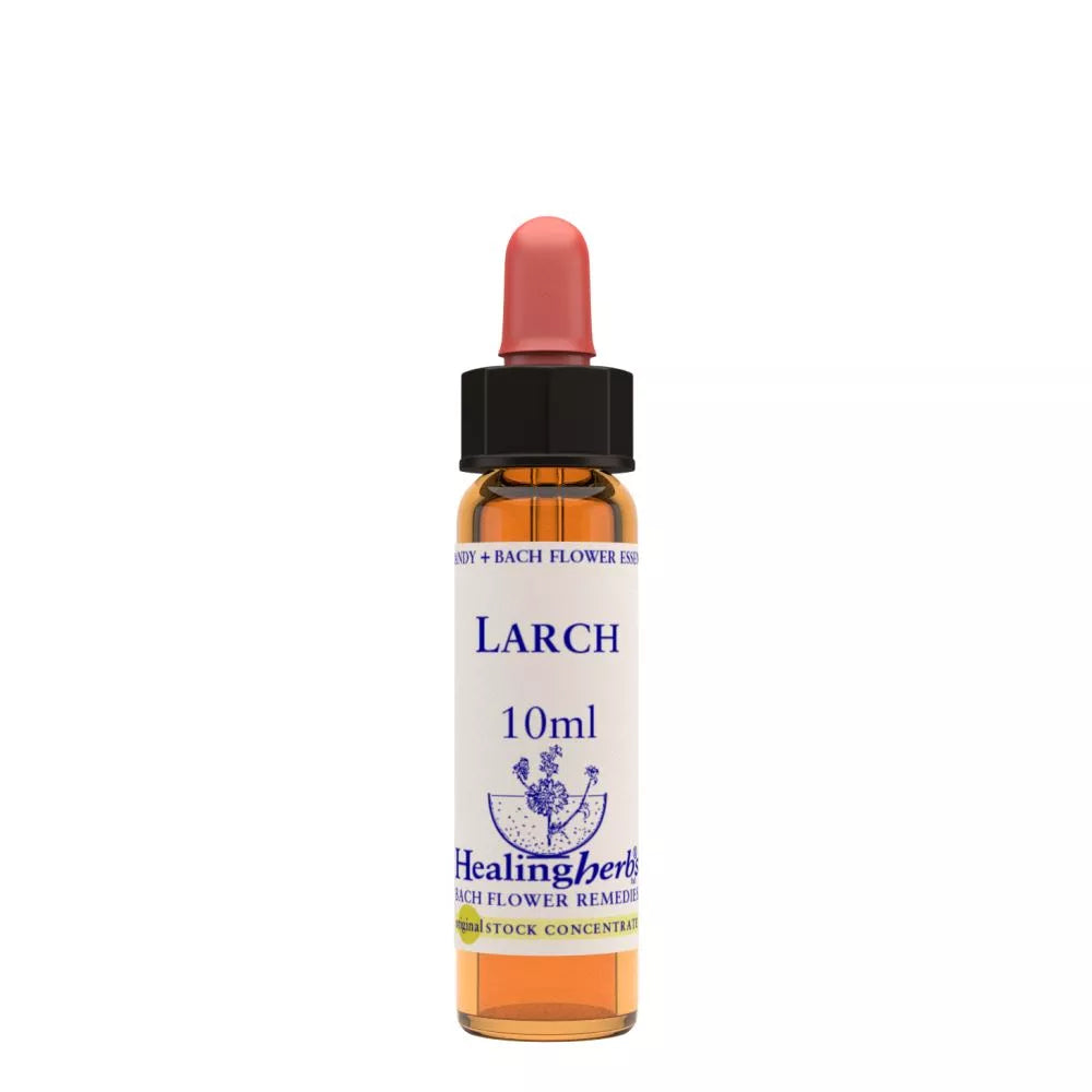 Healing Herbs Larch | Grocsy