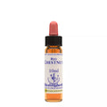 Healing Herbs Red Chestnut | Grocsy