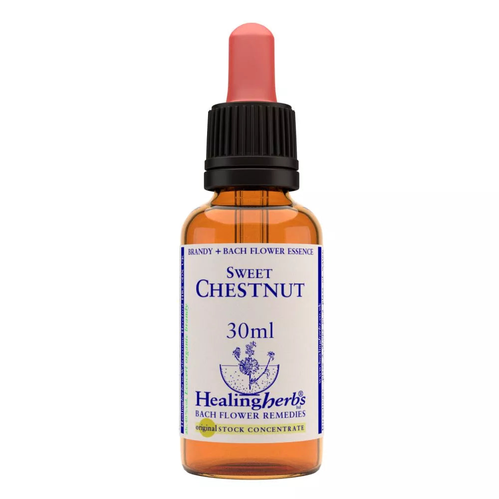 Healing Herbs Sweet Chestnut | Grocsy