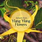 Old Tree Ylang Ylang Essential Oil | Grocsy