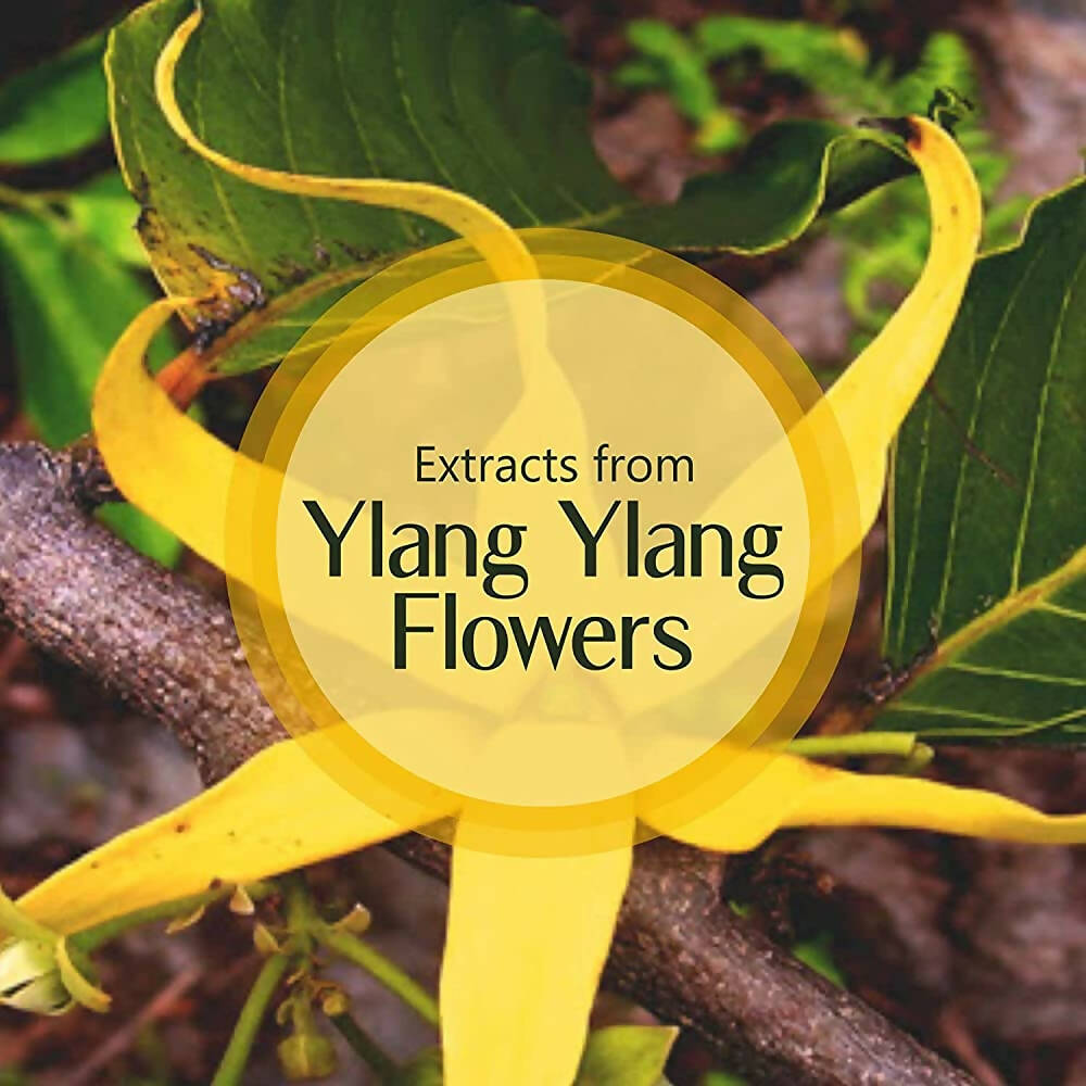 Old Tree Ylang Ylang Essential Oil | Grocsy