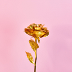 Sowpeace Golden Love | Grocsy