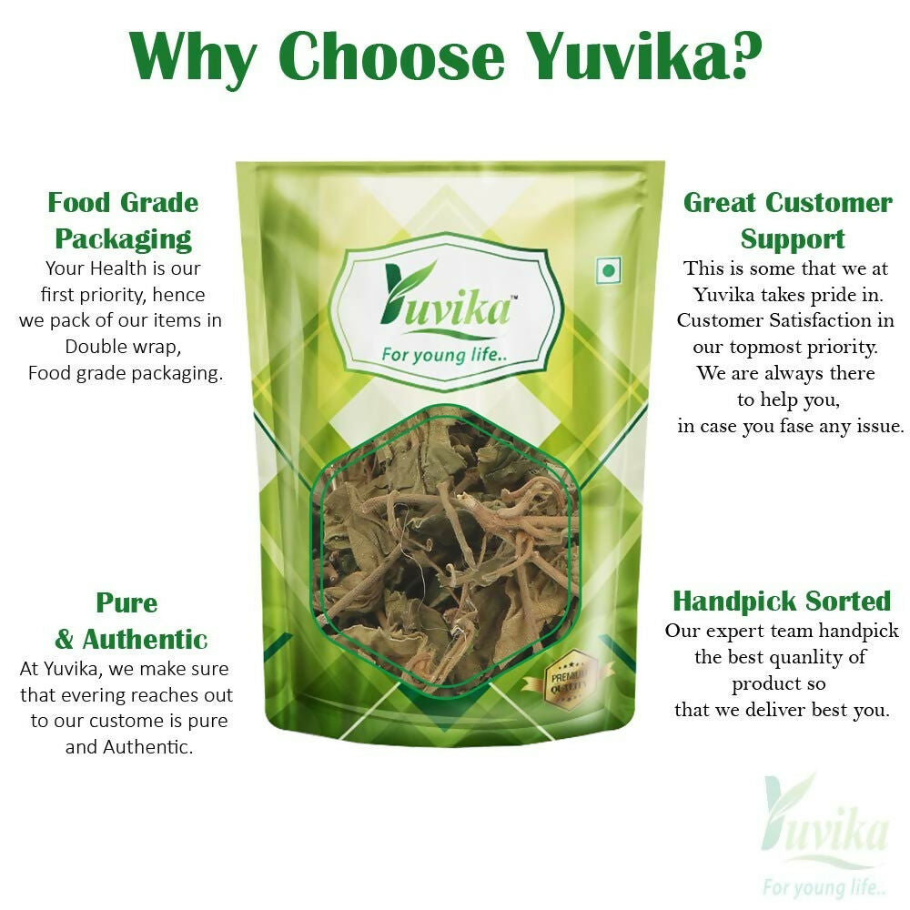 Yuvika Gurmar Leaves - Gudmar Leaves - Gymnema Sylvestre - Periploca Of The Woods | Grocsy