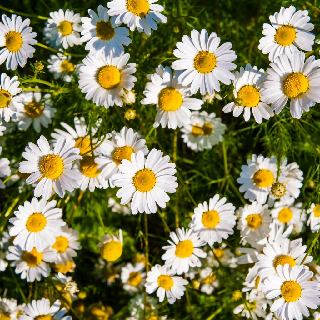 Oilcure Camomile Flower Powder | Grocsy
