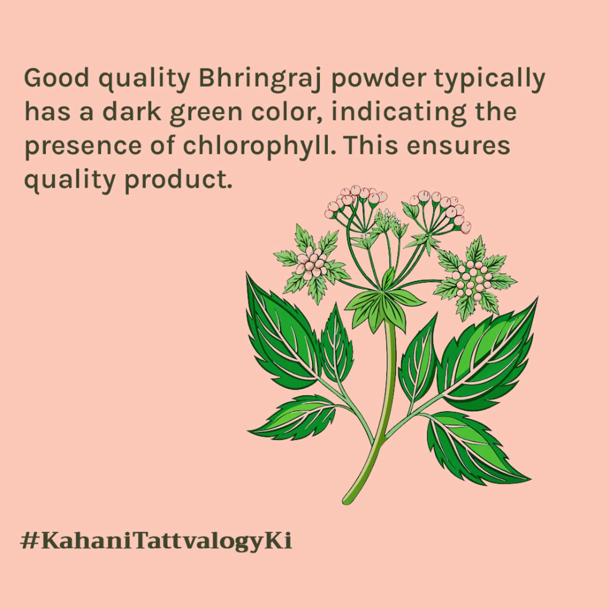 Tattvalogy Bhringraj Powder - Chemical-Free, Reduces Hair Fall & Strengthens Roots for Healthy Hair | Grocsy