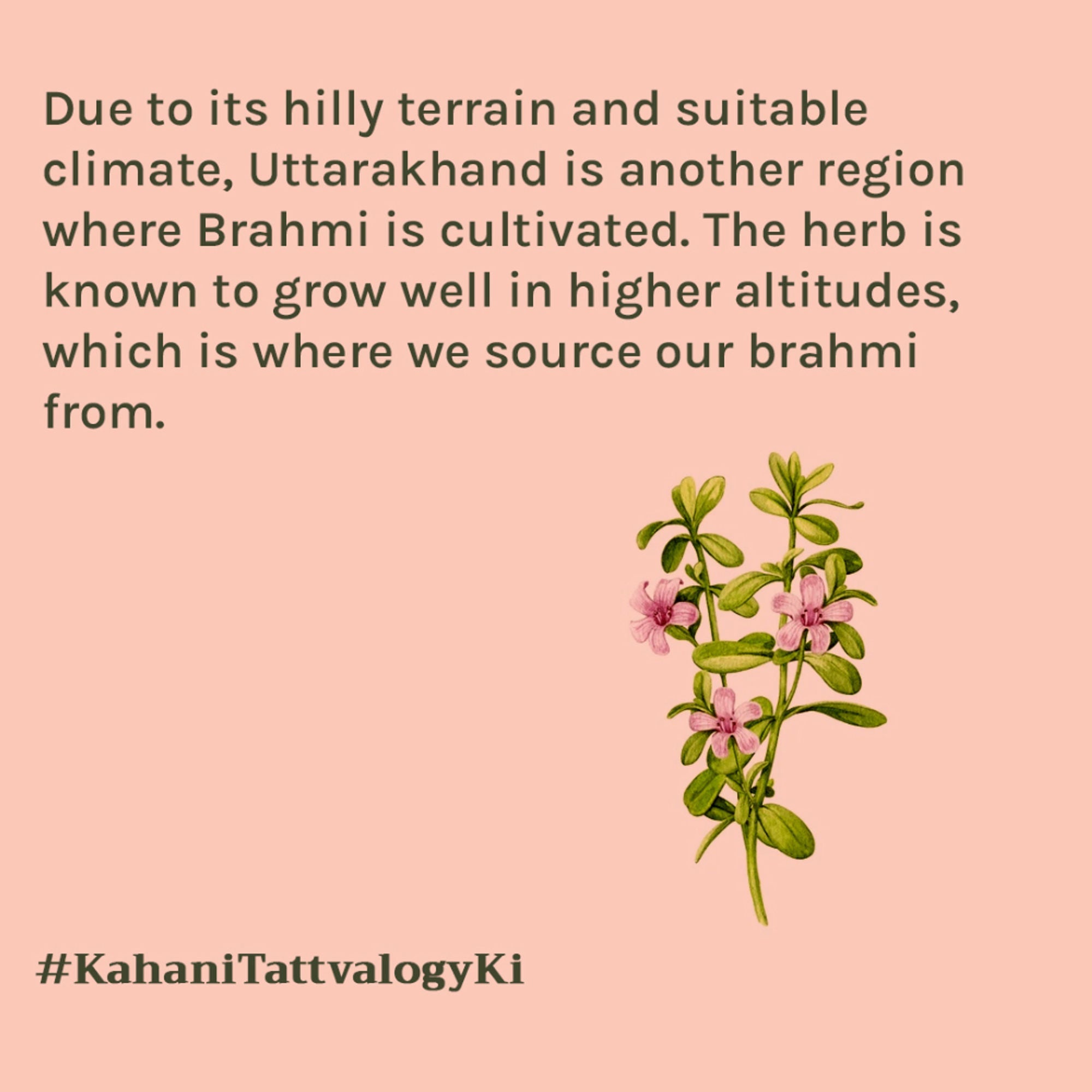 Tattvalogy Brahmi Powder -Brahmi Leaves, Conditions Hair, Adds Shine & Promotes Silky, Healthy Hair | Grocsy