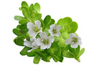 Luxura Sciences Organic Brahmi Oil for Hair Growth | Grocsy