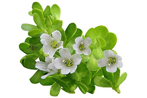 Luxura Sciences Organic Brahmi Oil for Hair Growth | Grocsy