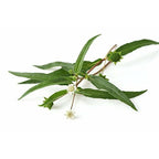Mesmara Herbal Bhringraj Powder 100g | Grocsy