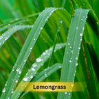 Prakriti Herbal Soap Lemongrass | Grocsy