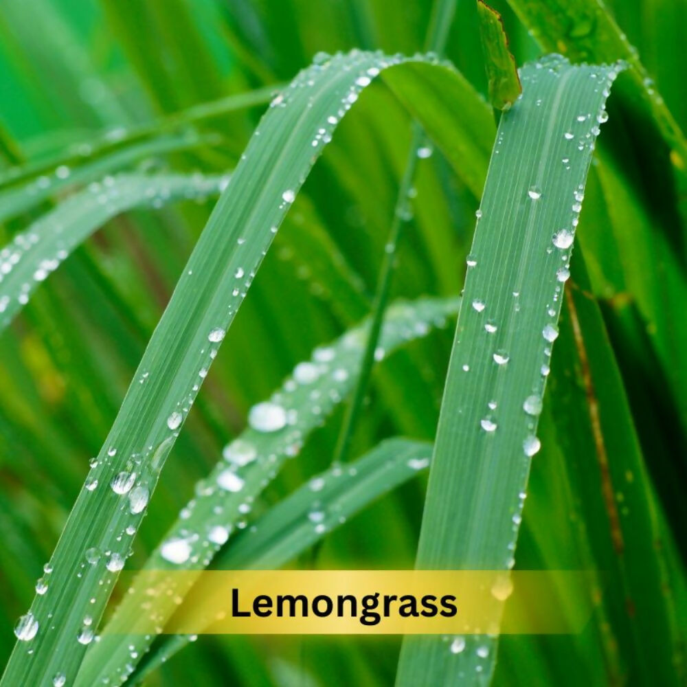 Prakriti Herbal Soap Lemongrass | Grocsy