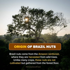 Urban Platter Brazil Nuts | Grocsy