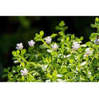 Mesmara Herbal Brahmi Powder 100g | Grocsy