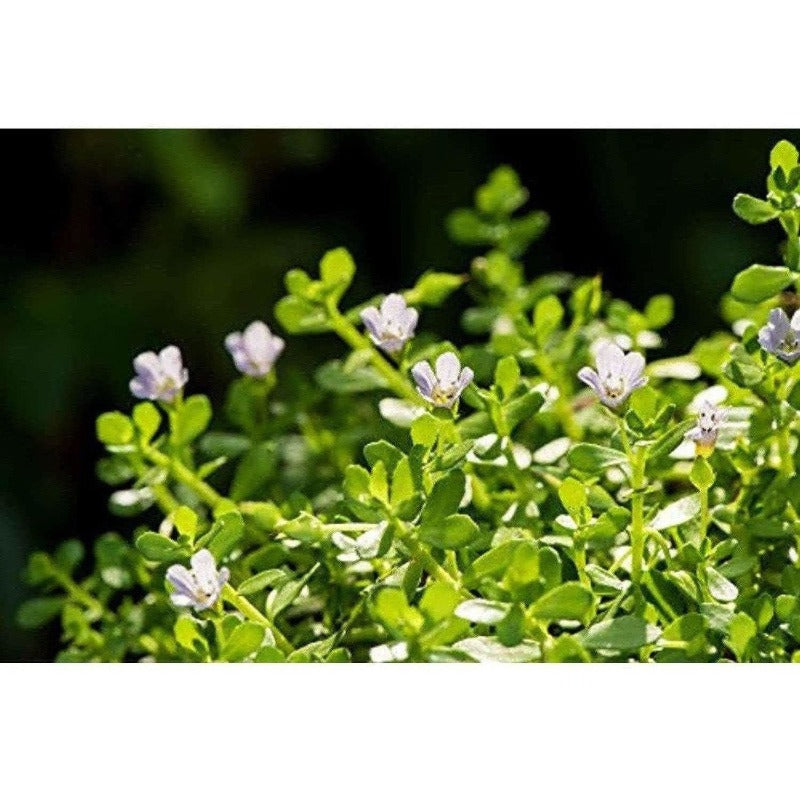 Mesmara Herbal Brahmi Powder 100g | Grocsy