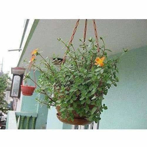 Hanging Pots / Planters Terracotta Color | Grocsy