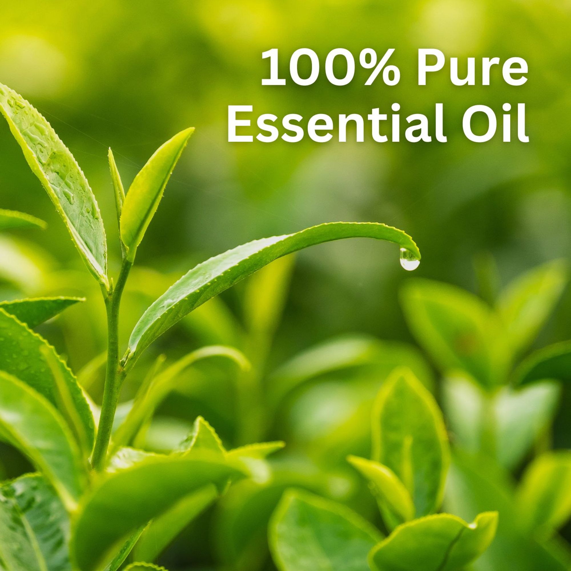 Aroma Treasures Tea Tree Pure Essential Oil | Grocsy