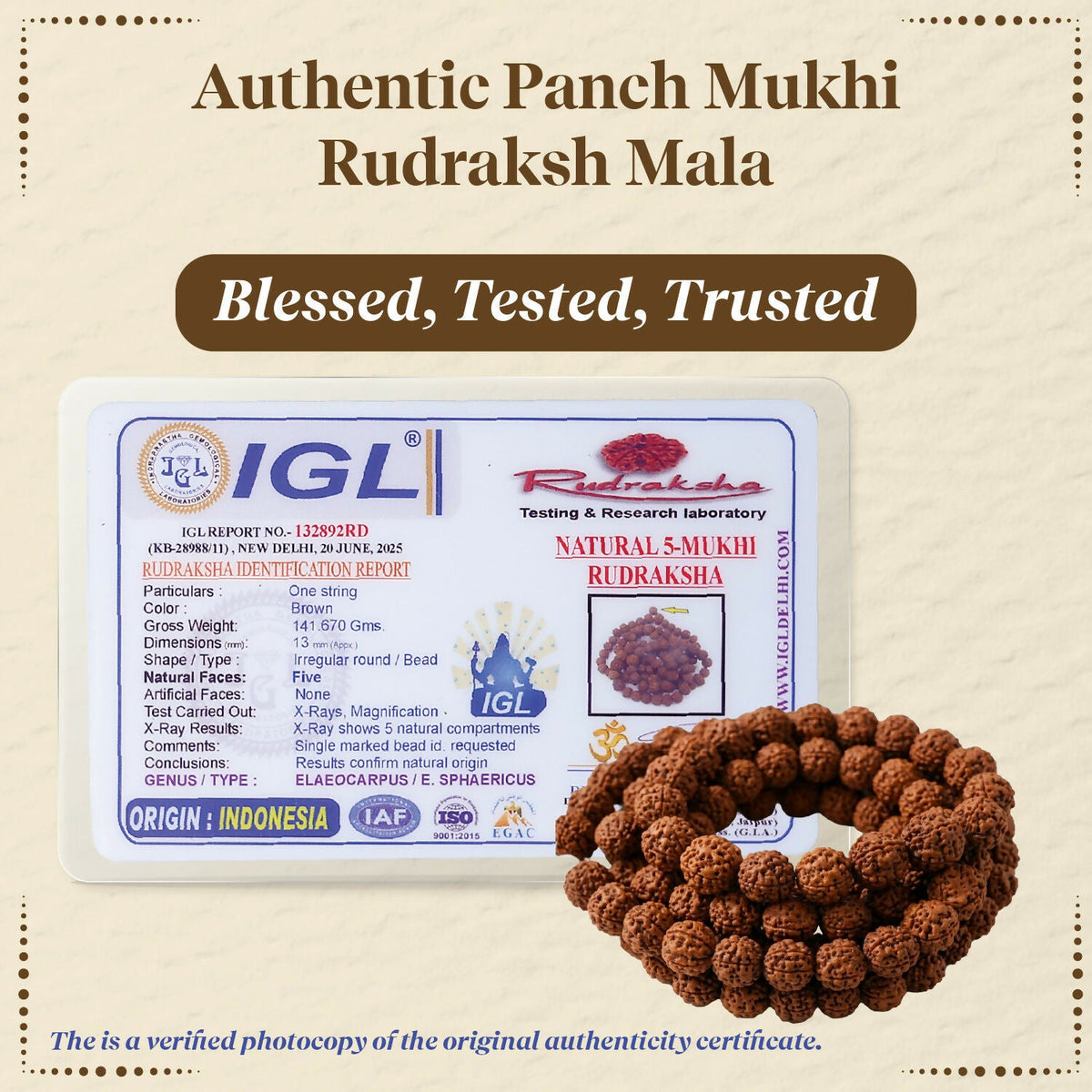 Pujashree Rudraksh Mala Medium 13mm – Divine Spiritual Beads for Puja, Yoga & Daily Meditation | Grocsy