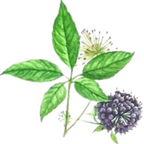 Nxtgen Ayureveda Siberian Ginseng Root Extract | Grocsy