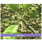 Minature Vidanga Powder | Grocsy