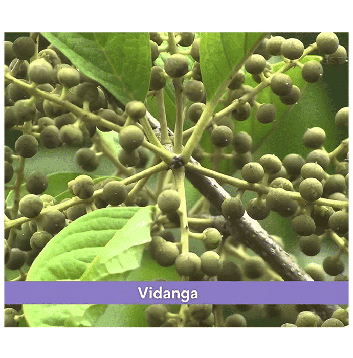 Minature Vidanga Powder | Grocsy