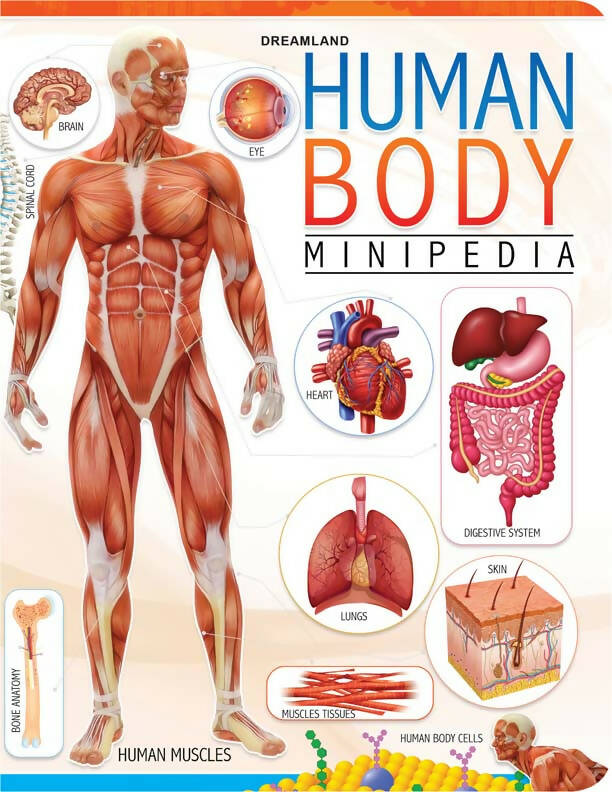 Dreamland Human Body Minipedia | Grocsy
