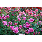 Mesmara Herbal Rose petal powder 75g | Grocsy