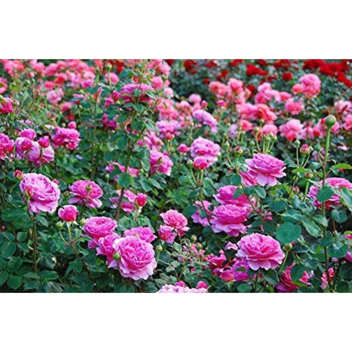 Mesmara Herbal Rose petal powder 75g | Grocsy
