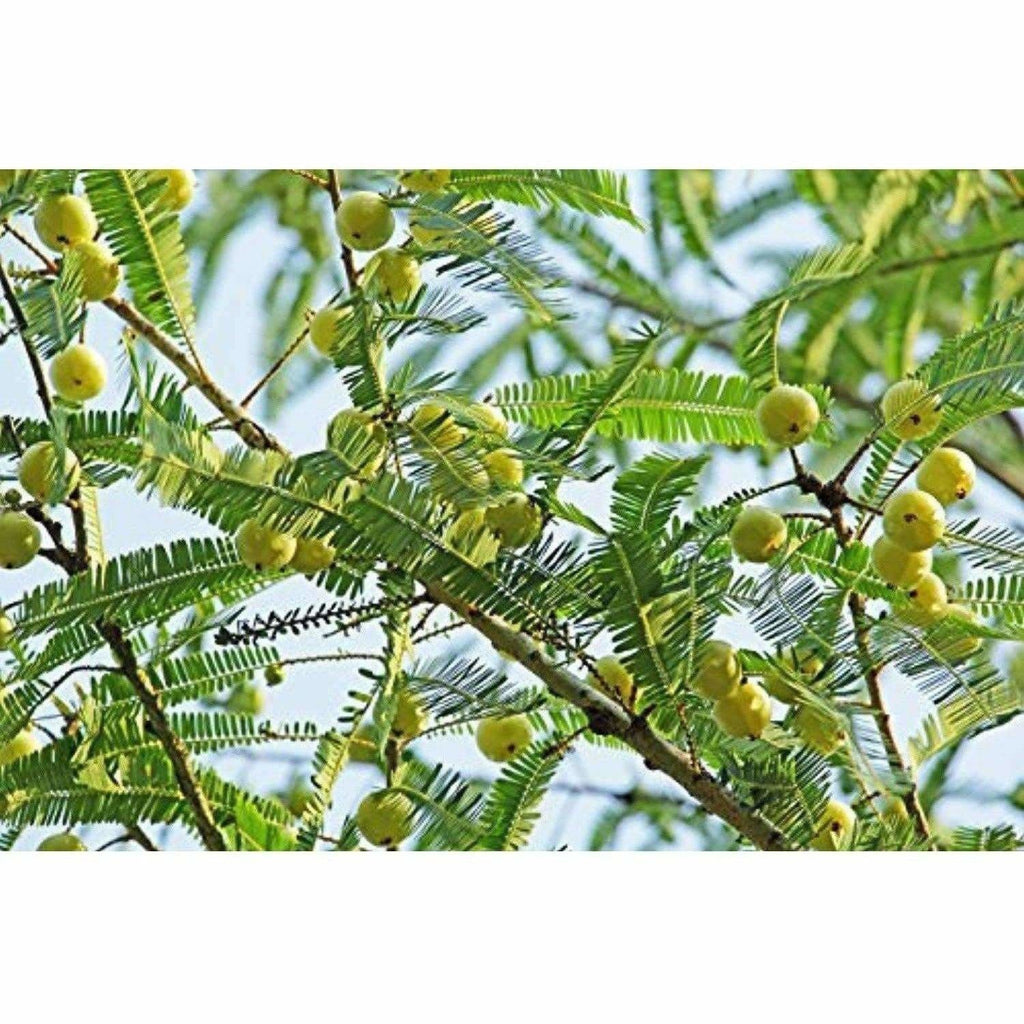 Mesmara Herbal Amla Powder 125 g | Grocsy