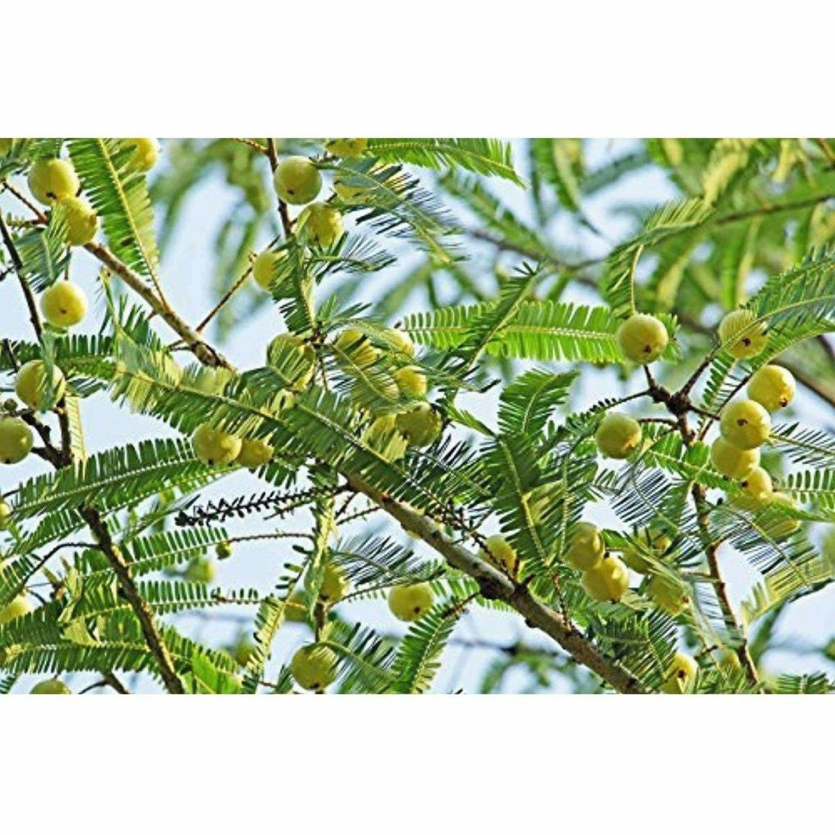 Mesmara Herbal Amla Powder 125 g | Grocsy